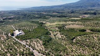 Αγροτεμάχια 5.732 τ.μ. για πώληση, Μεσσηνία, Πεταλίδι-thumb-5