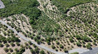 Αγροτεμάχια 5.732 τ.μ. για πώληση, Μεσσηνία, Πεταλίδι-thumb-6