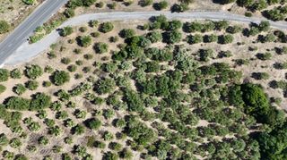 Αγροτεμάχια 5.732 τ.μ. για πώληση, Μεσσηνία, Πεταλίδι-thumb-4