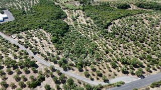 Αγροτεμάχια 5.732 τ.μ. για πώληση, Μεσσηνία, Πεταλίδι-thumb-12
