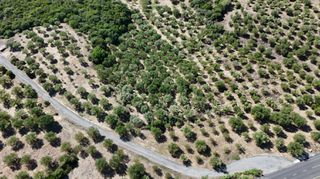 Αγροτεμάχια 5.732 τ.μ. για πώληση, Μεσσηνία, Πεταλίδι-thumb-20
