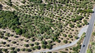 Αγροτεμάχια 5.732 τ.μ. για πώληση, Μεσσηνία, Πεταλίδι-thumb-18