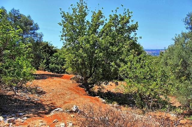 Οικόπεδο 2.019 τ.μ. πρός πώληση, Ν. Ρεθύμνου, Νικηφόρος Φωκάς