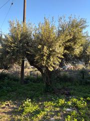 Βοηθός για συγκομιδή ελιας