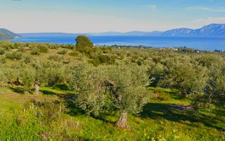 Οικόπεδο 4.124 τ.μ. προς πώληση, Λουκίσια-thumb-1