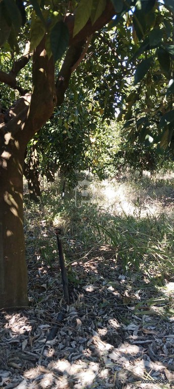 Αγροτεμάχια 7.625 τ.μ. πρός πώληση, Ν. Άρτας, Άραχθος