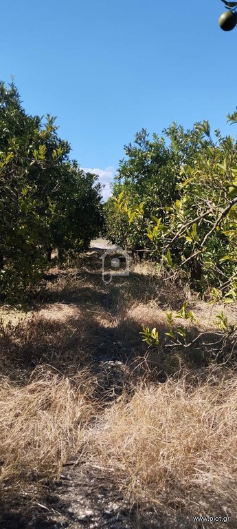 Αγροτεμάχια 7.625 τ.μ. πρός πώληση, Ν. Άρτας, Άραχθος