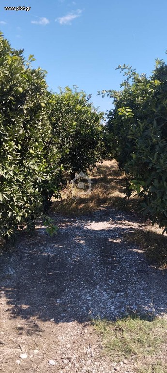 Αγροτεμάχια 7.625 τ.μ. πρός πώληση, Ν. Άρτας, Άραχθος