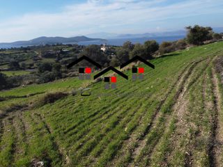 Αγροτεμάχια 11.000 τ.μ. προς πώληση, Δήλησο-thumb-2
