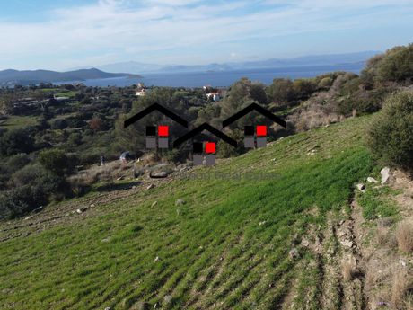 Αγροτεμάχια 11.000 τ.μ. πρός πώληση