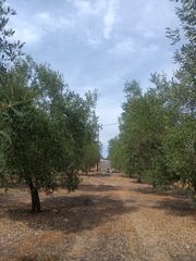 Αγροτεμάχια 8.500 τ.μ. για πώληση