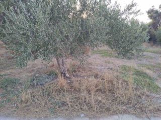 Οικόπεδο 611 τ.μ. προς πώληση, Καμηλάρι-thumb-6