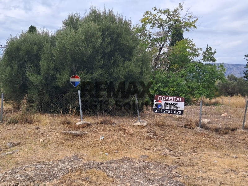 Αγροτεμάχια 1.307 τ.μ. πρός πώληση, Αθήνα - Ανατολικά Προάστια, Κορωπί
