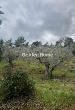Αγροτεμάχια 3.777 τ.μ. για πώληση, Μαγνησία, Σηπιάδα
