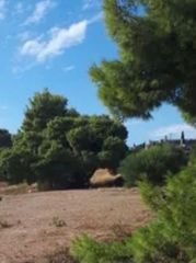 Οικόπεδο 12.500 τ.μ. για πώληση