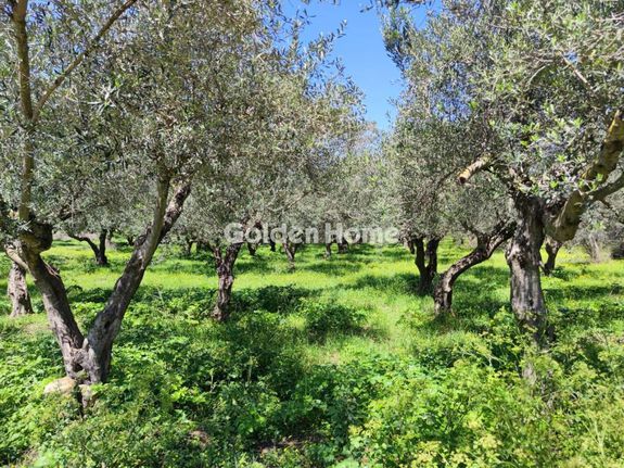 Αγροτεμάχια 5.000 τ.μ. για πώληση, Μεσσηνία, Αριστομένης