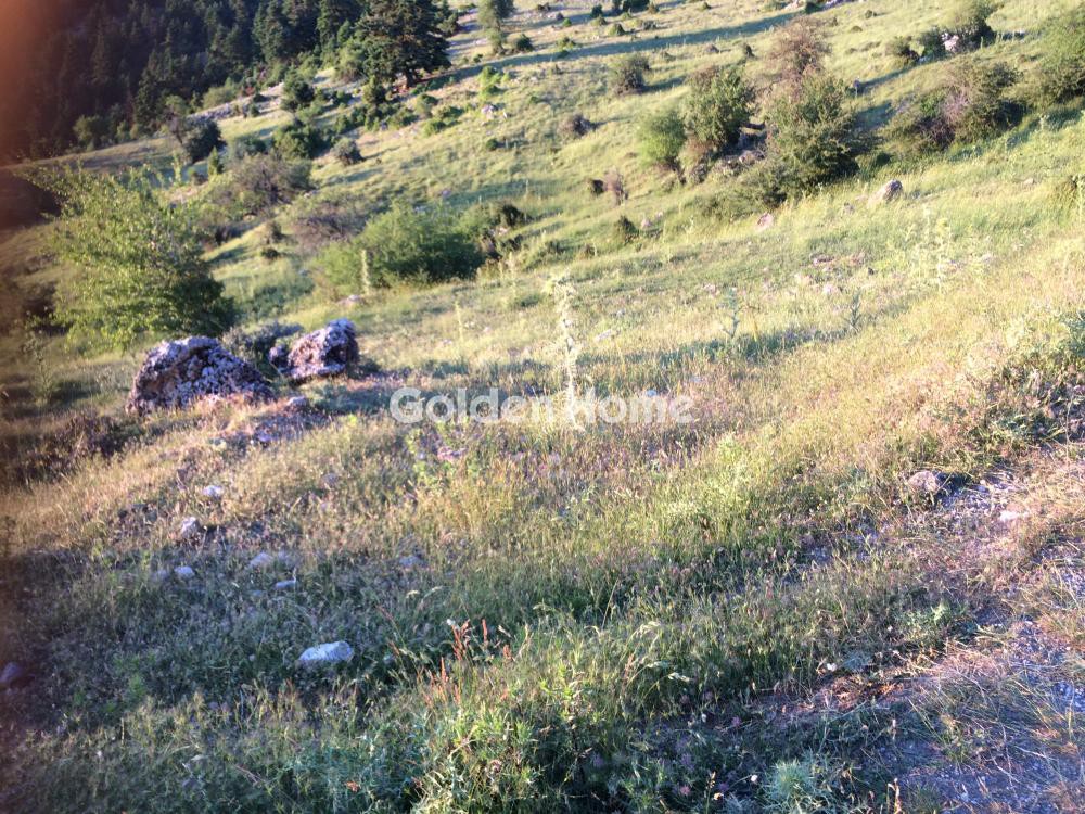 Αγροτεμάχια 4.200 τ.μ. προς πώληση, Γκούρα Φενεού