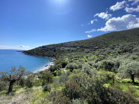Αγροτεμάχια 6.288 τ.μ. προς πώληση