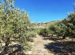 Land plot 8.000 sqm for sale