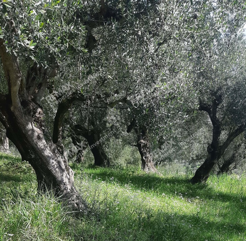 Αγροτεμάχια 5.894 τ.μ. προς πώληση, Μεσσηνία, Νέστορας