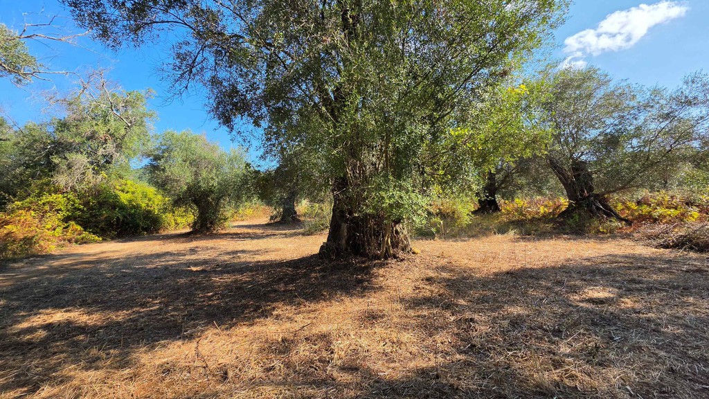 Μονοκατοικία 49 τ.μ. προς πώληση, Ν. Κέρκυρας, Κέρκυρα