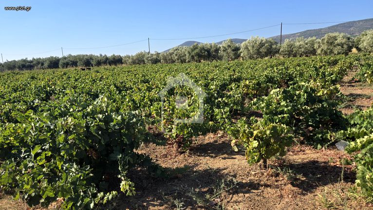 Αγροτεμάχια 4.000 τ.μ. για πώληση, Ν. Σάμου, Σάμος