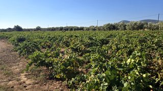 Αγροτεμάχια 4.000 τ.μ. για πώληση, Ν. Σάμου, Σάμος-thumb-2