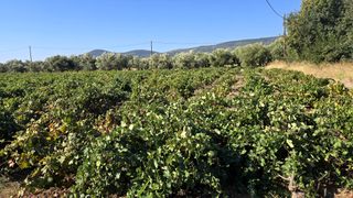 Αγροτεμάχια 4.000 τ.μ. για πώληση, Ν. Σάμου, Σάμος-thumb-3