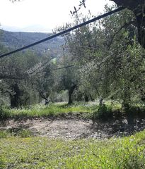 Αγροτεμάχια 15.392 τ.μ. για πώληση