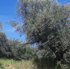 Αγροτεμάχια 15.392 τ.μ. για πώληση, Μεσσηνία, Νέστορας-thumb-1