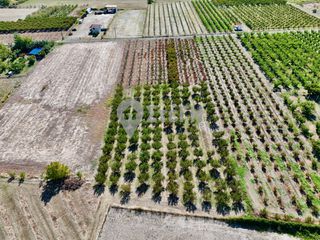 Αγροτεμάχια 7.650 τ.μ. για πώληση, Ημαθία, Νάουσα-thumb-7