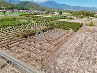 Αγροτεμάχια 7.650 τ.μ. για πώληση