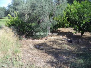 Αγροτεμάχια 3.824 τ.μ. πρός πώληση, Αχαΐα, Αίγιο-thumb-5