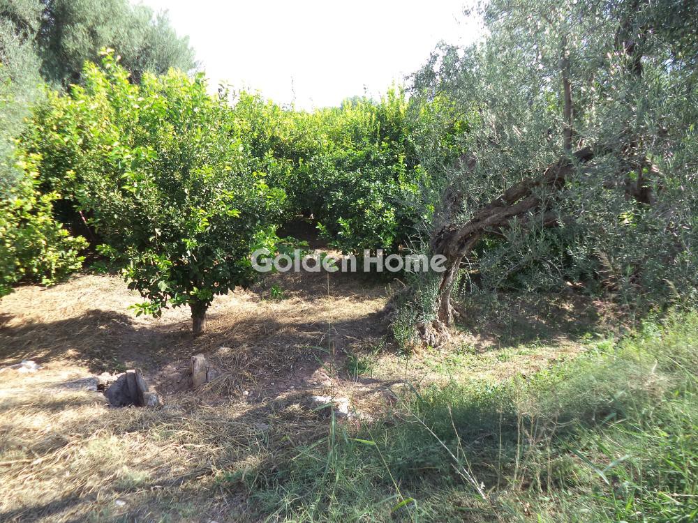 Αγροτεμάχια 3.824 τ.μ. πρός πώληση, Αχαΐα, Αίγιο