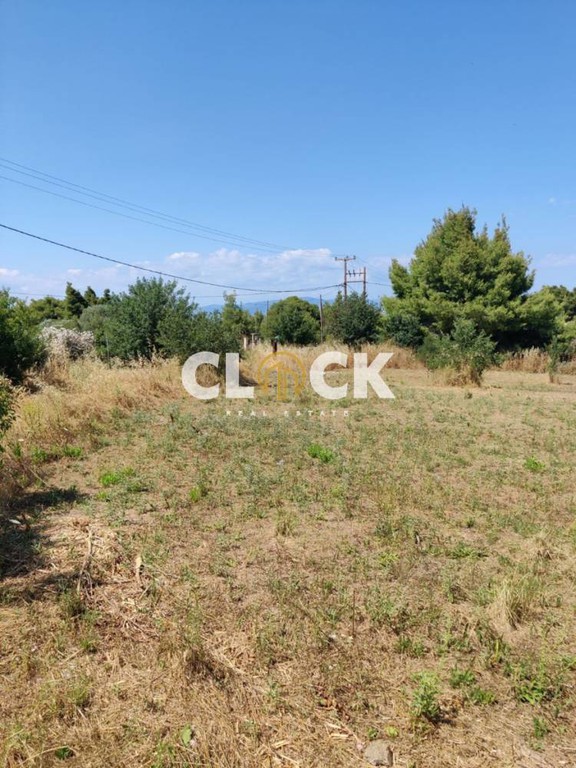 Αγροτεμάχια 4.000 τ.μ. πρός πώληση, Χαλκιδική, Κασσάνδρα
