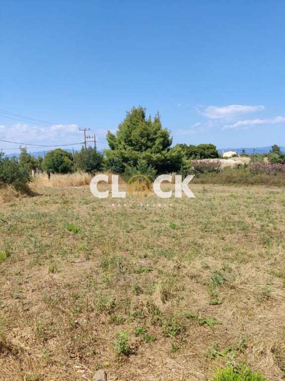 Αγροτεμάχια 4.000 τ.μ. πρός πώληση, Χαλκιδική, Κασσάνδρα