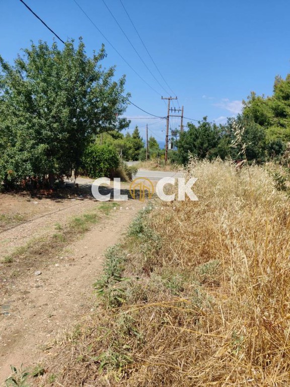 Αγροτεμάχια 4.000 τ.μ. πρός πώληση, Χαλκιδική, Κασσάνδρα