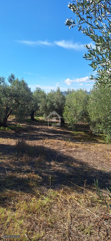 Αγροτεμάχια 5.500 τ.μ. προς πώληση, Βατοπέδι