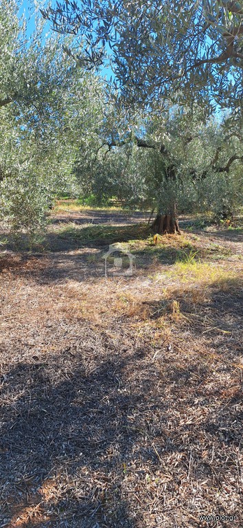 Αγροτεμάχια 5.500 τ.μ. προς πώληση, Βατοπέδι