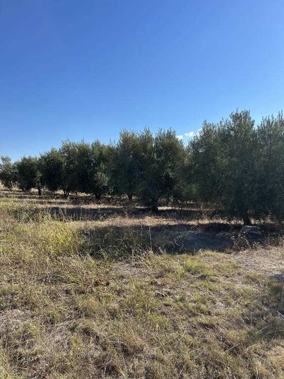 Αγροτεμάχια 5.750 τ.μ. πρός πώληση, Ν. Σερρών, Αμφίπολη