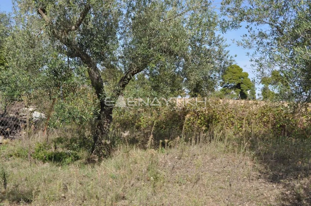 Αγροτεμάχια 3.200 τ.μ. προς πώληση, Κρυοπηγή Κασσάνδρας