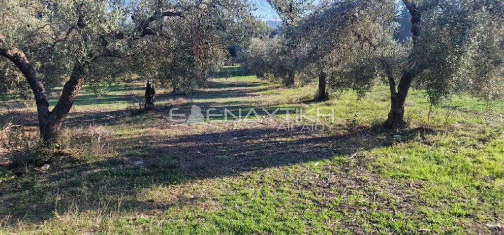 Αγροτεμάχια 3.200 τ.μ. προς πώληση, Κρυοπηγή Κασσάνδρας