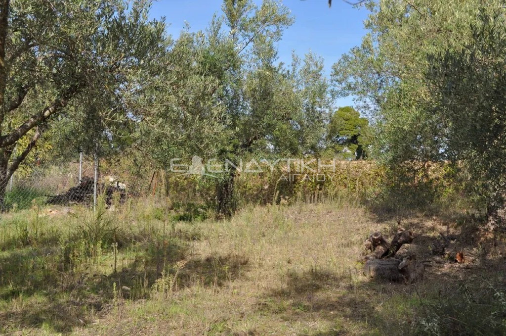 Αγροτεμάχια 3.200 τ.μ. προς πώληση, Κρυοπηγή Κασσάνδρας