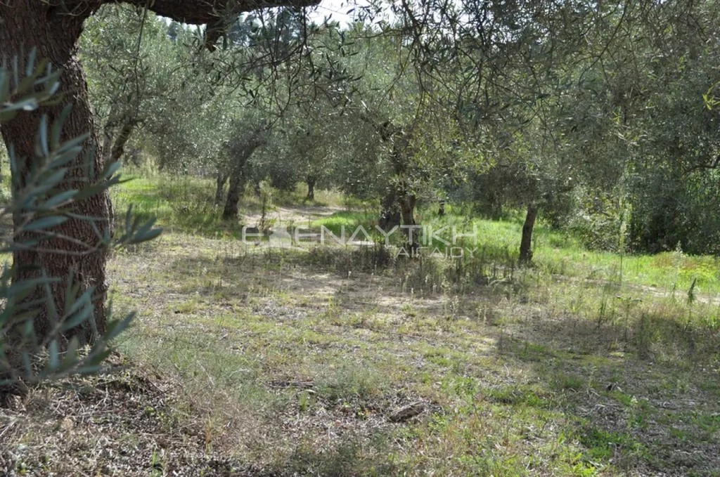Αγροτεμάχια 4.150 τ.μ. προς πώληση, Κρυοπηγή Κασσάνδρας