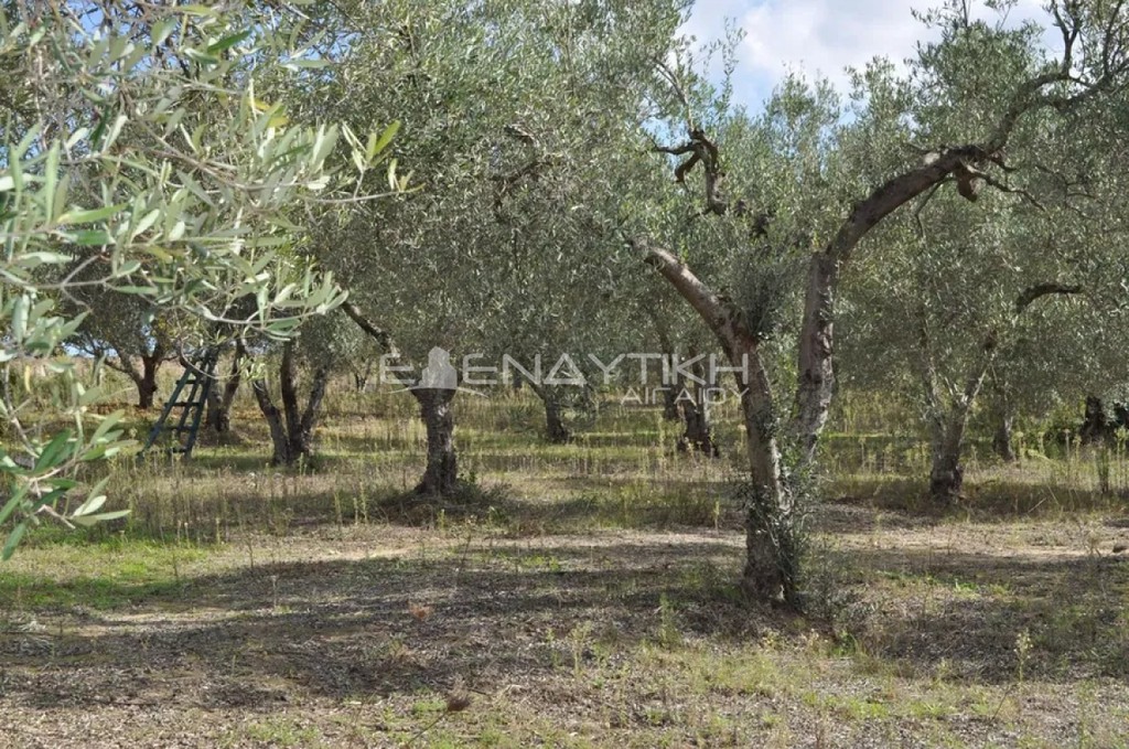 Αγροτεμάχια 4.150 τ.μ. προς πώληση, Κρυοπηγή Κασσάνδρας