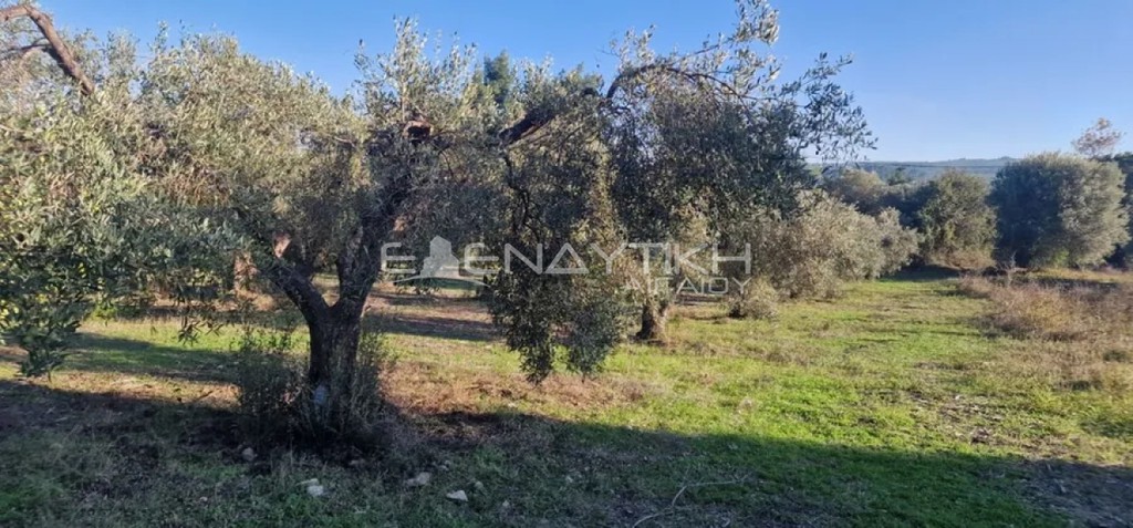 Αγροτεμάχια 4.150 τ.μ. προς πώληση, Κρυοπηγή Κασσάνδρας