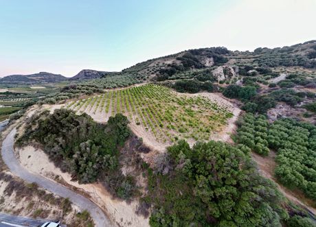 Αγροτεμάχια 7.000 τ.μ. πρός πώληση