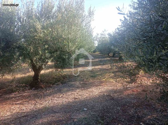 Αγροτεμάχια 8.500 τ.μ. για πώληση, Ν. Καβάλας, Χρυσούπολη