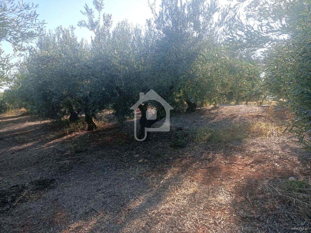 Αγροτεμάχια 8.500 τ.μ. προς πώληση, Ν. Καβάλας, Χρυσούπολη
