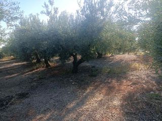 Αγροτεμάχια 8.500 τ.μ. για πώληση, Ν. Καβάλας, Χρυσούπολη-thumb-1